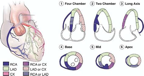stress echocardiogram results|Stress echocardiography in coronary artery disease: a practical .